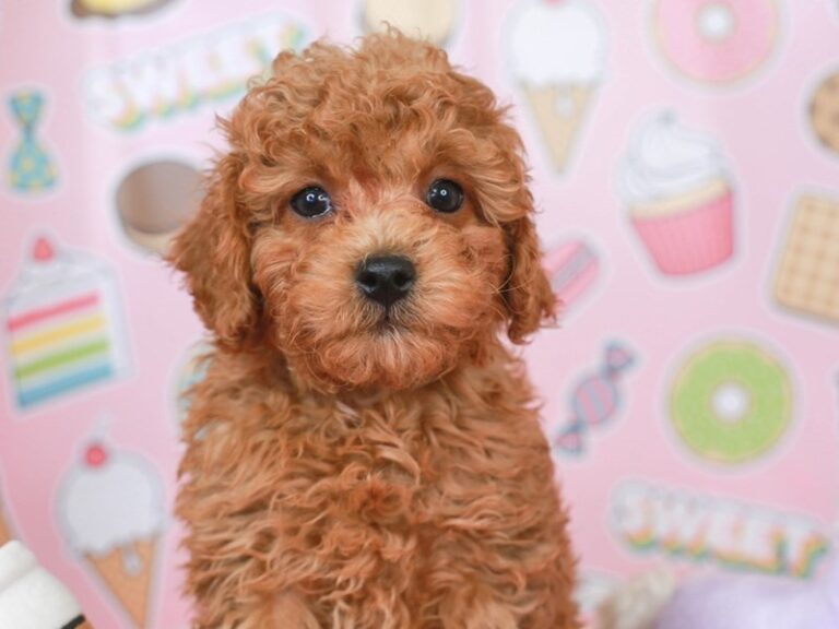 Mini Labradoodle