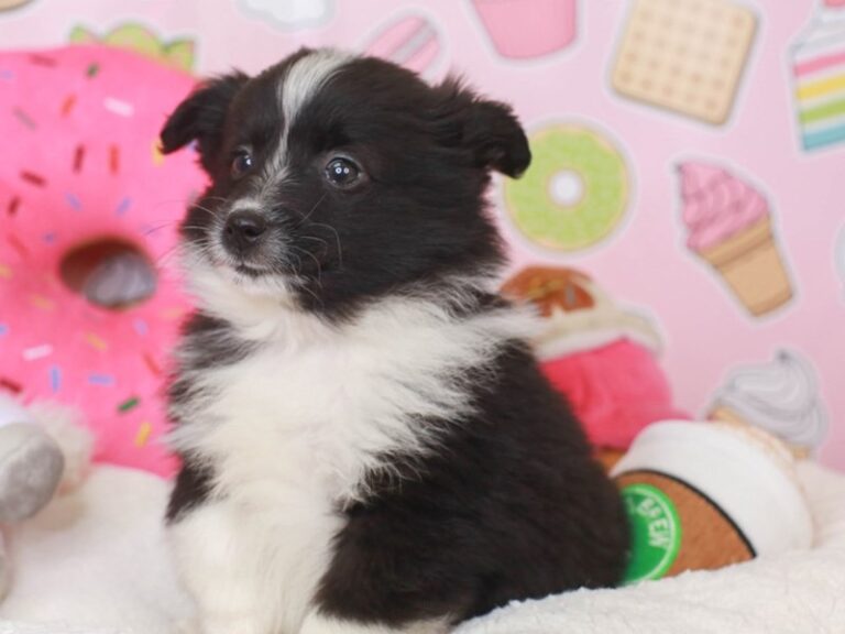Aussiepom