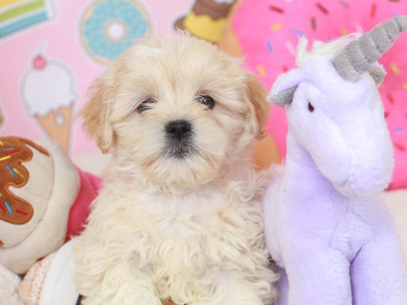 Lhasa Poo-Male-Cr-3487575-Animal Kingdom | Puppies N Love