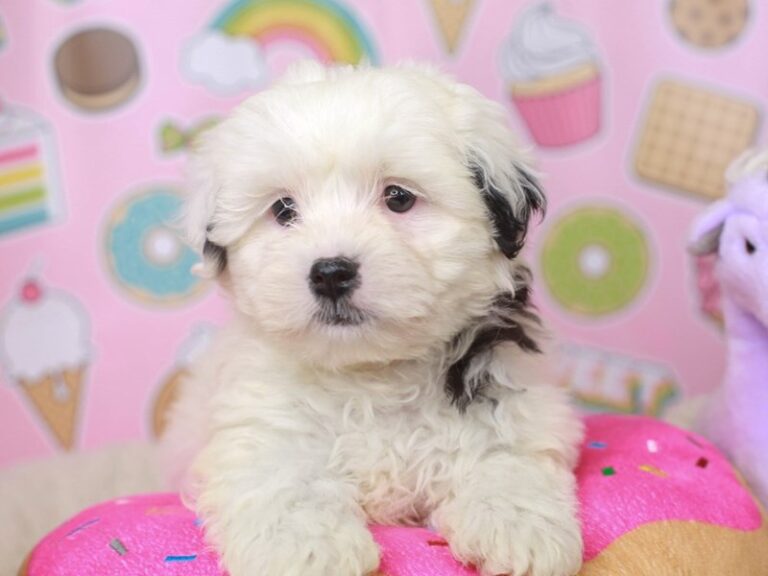 Lhasa Poo