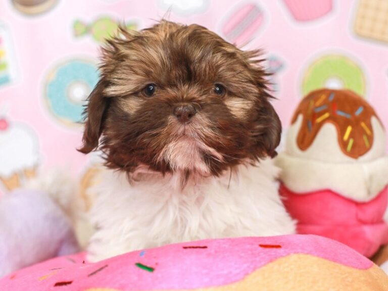 Shih Tzu
