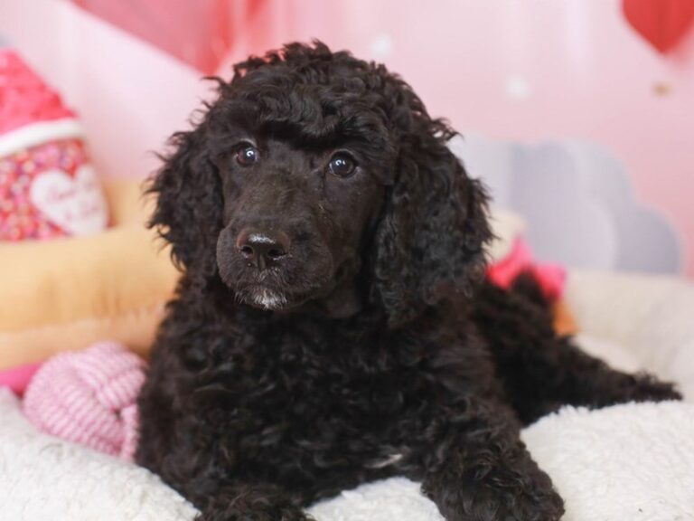 Standard Poodle