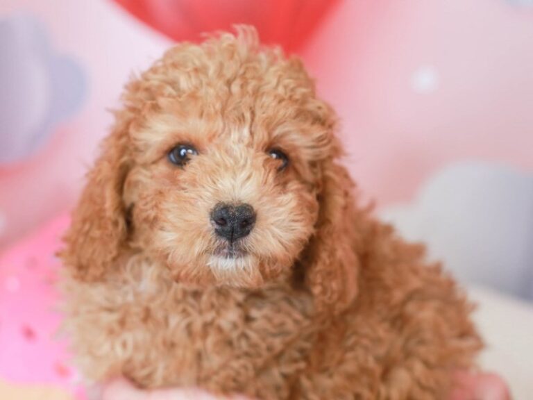 Mini Labradoodle
