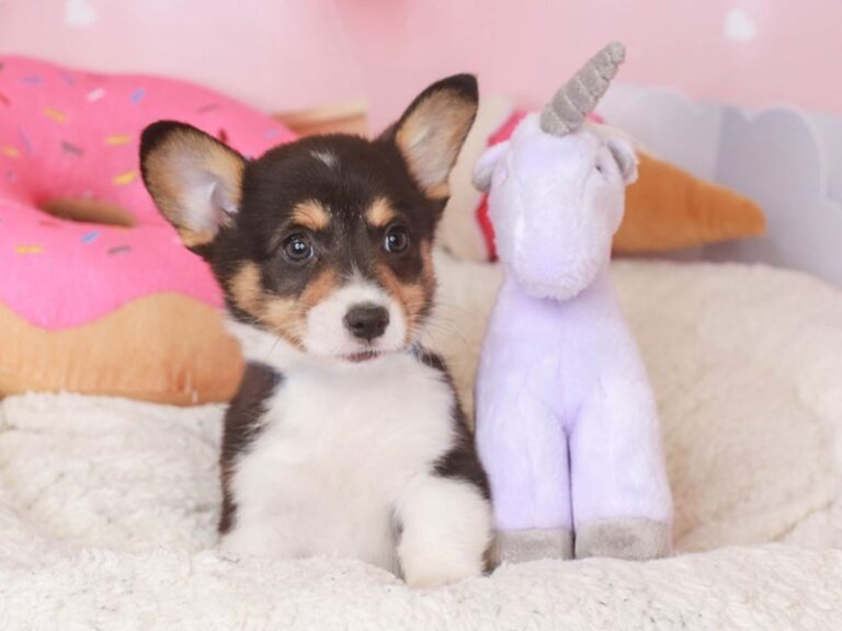 Pembroke Welsh Corgi