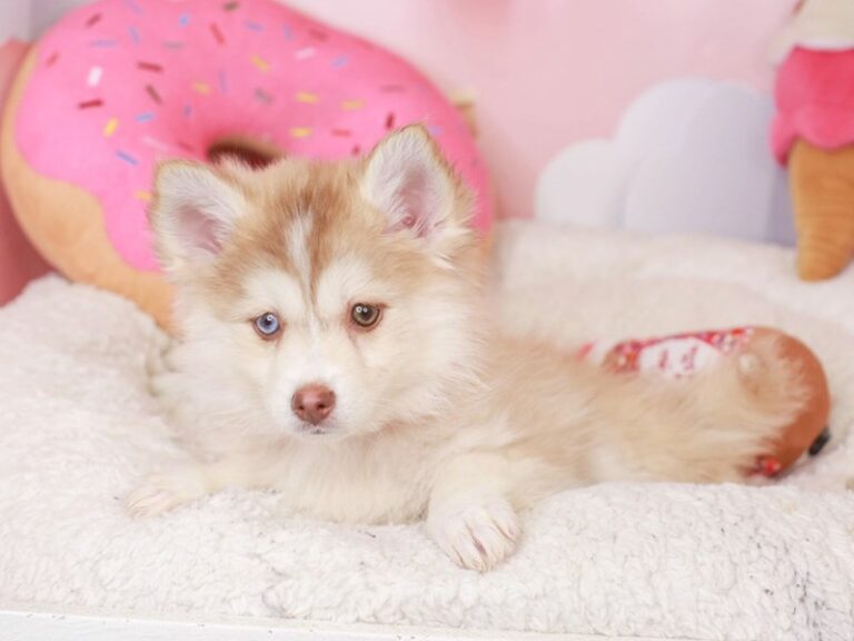 Pomsky