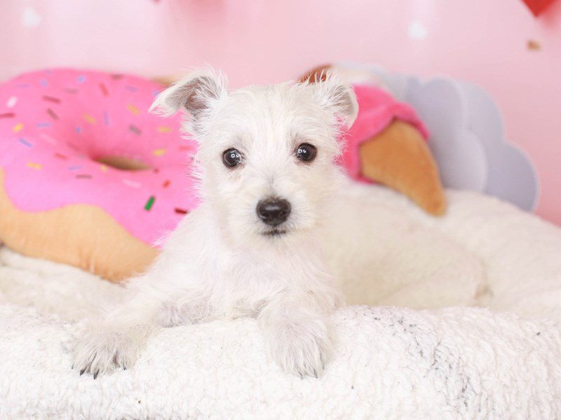 West Highland Terrier-Female-wh-3497470-Animal Kingdom | Puppies N Love