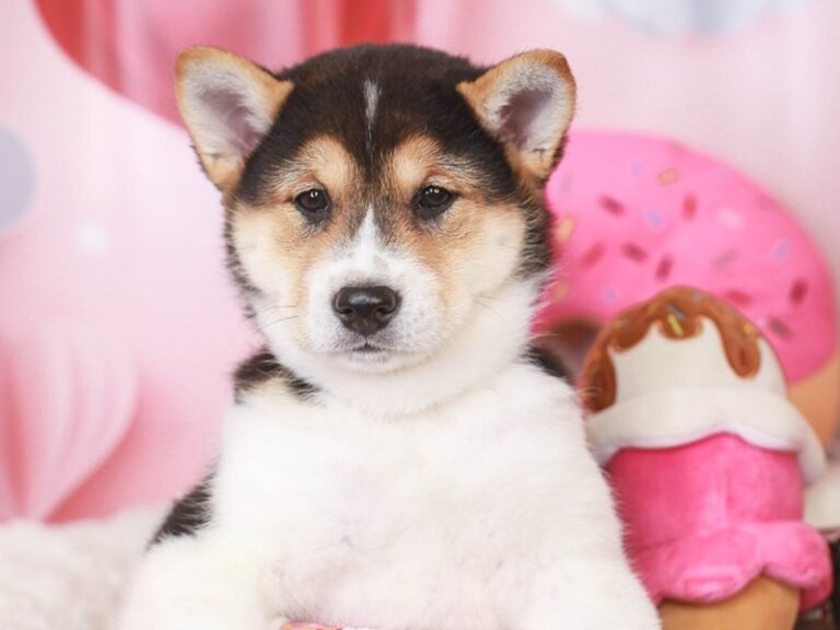 Shiba Inu