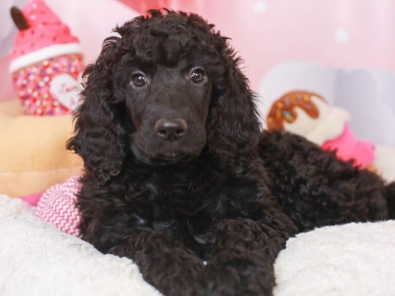 Standard Poodle