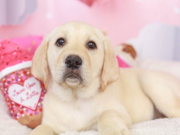 Labrador Retriever