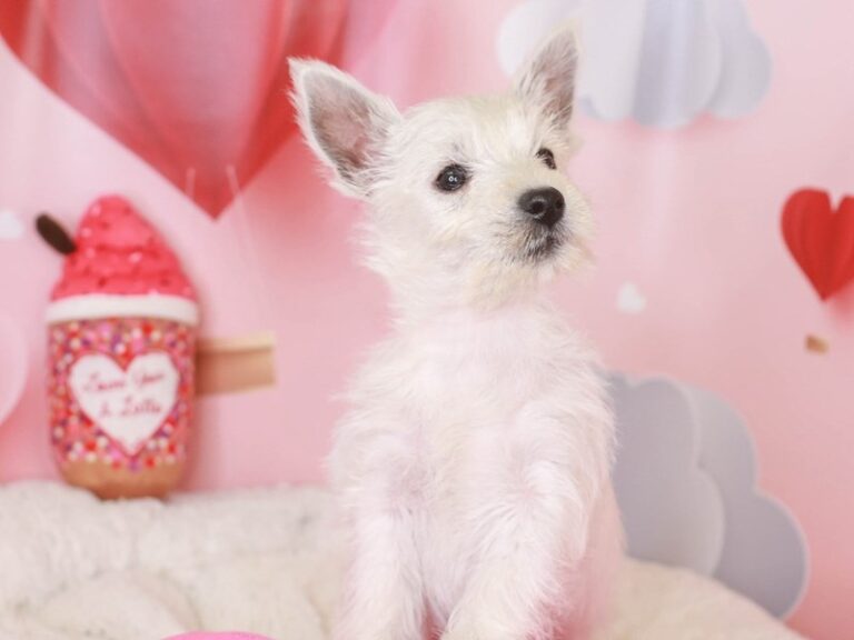 West Highland Terrier