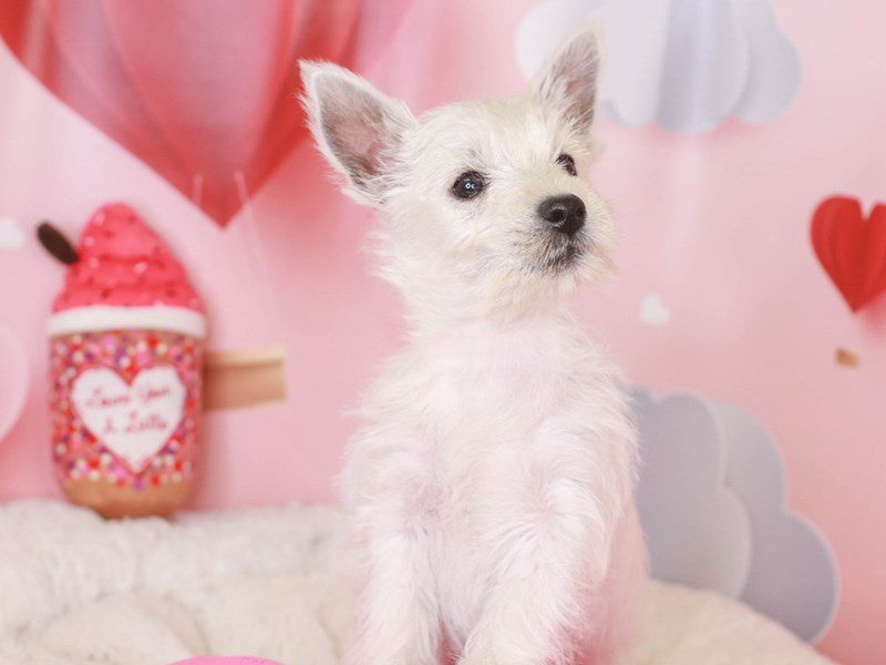 West Highland Terrier-Male-wh-3497469-Animal Kingdom | Puppies N Love