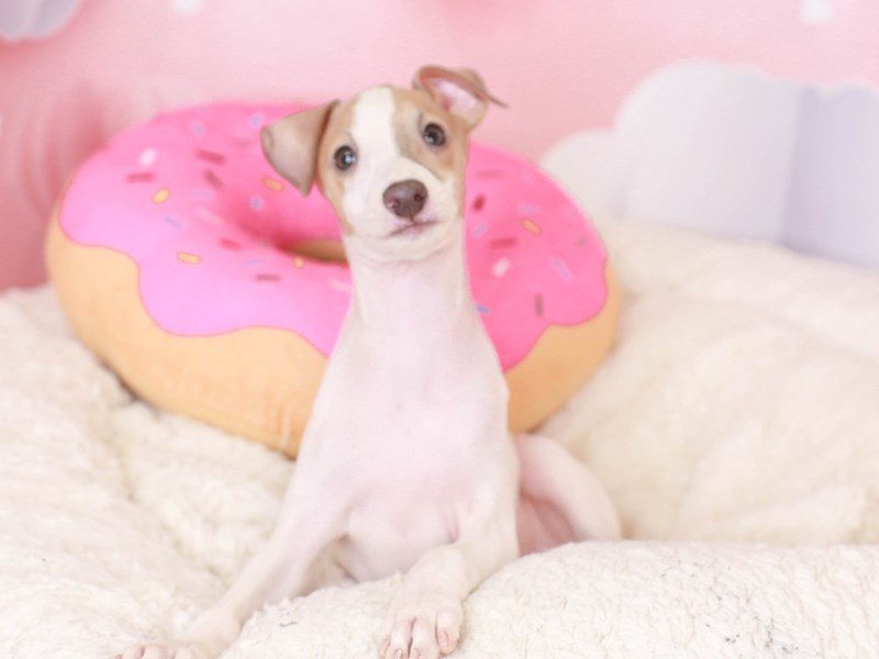 Italian Greyhound-Male-FAWN & WHITE-3497459-Animal Kingdom | Puppies N Love