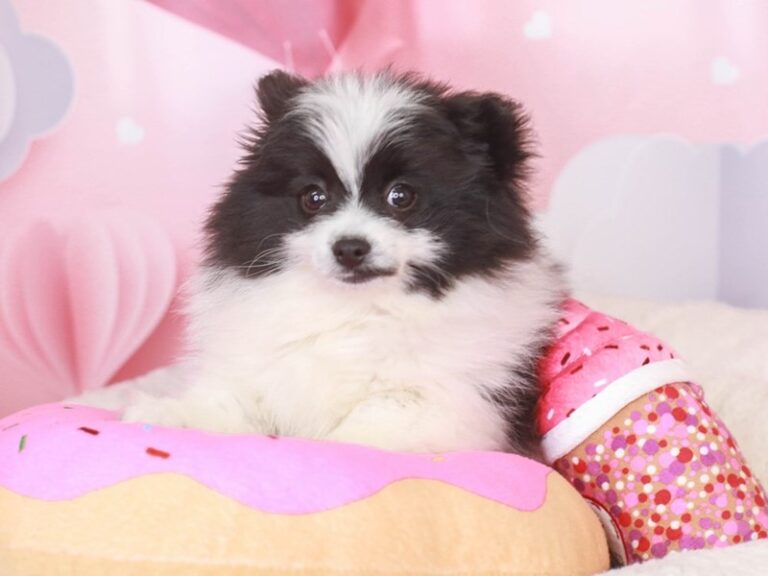 Pomeranian