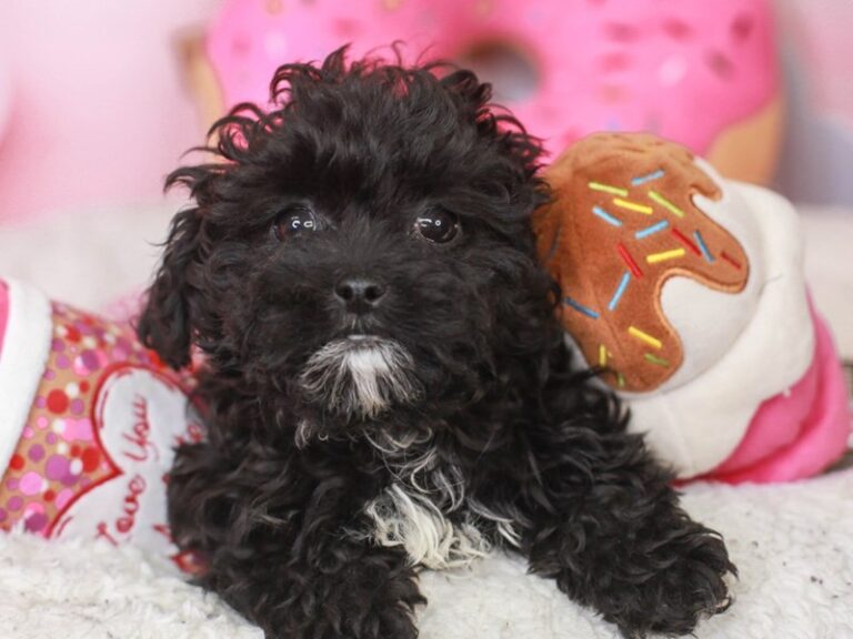 Lhasa Poo
