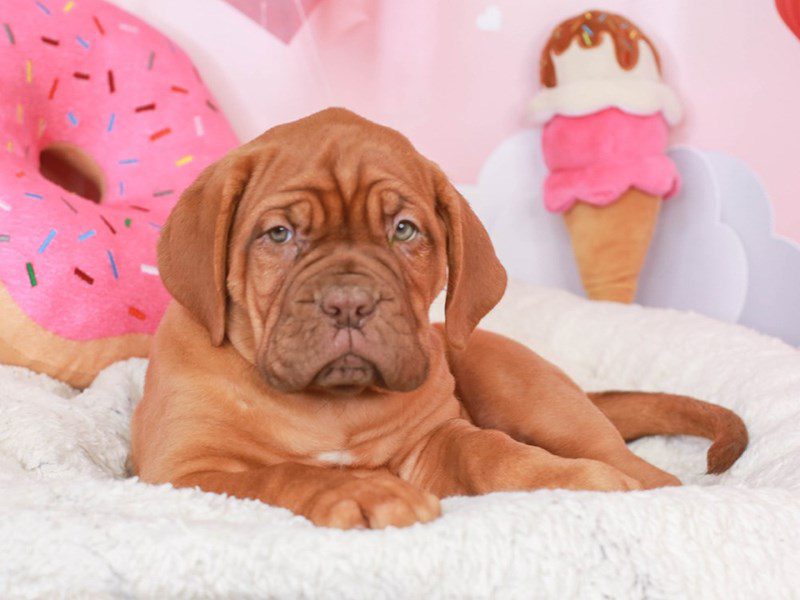 Dogue De Bordeaux-Female-Red-3497394-Animal Kingdom | Puppies N Love