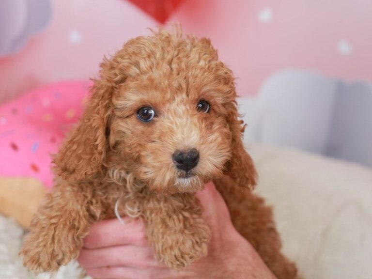Mini Labradoodle