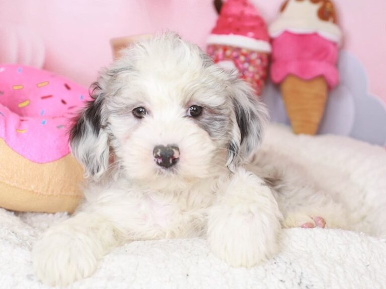 Mini Sheepadoodle