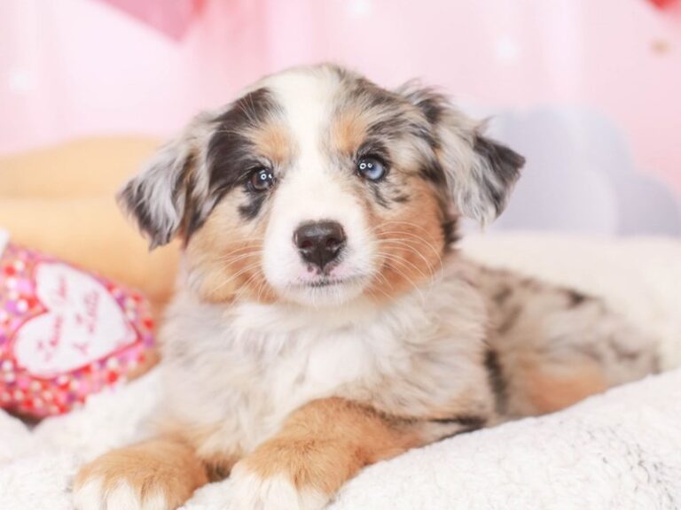 Mini Aussie