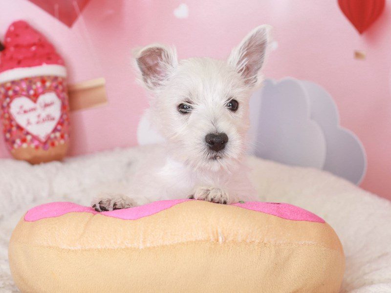 West Highland Terrier-Male-wh-3497468-Animal Kingdom | Puppies N Love