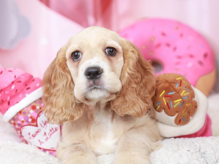 Cocker Spaniel
