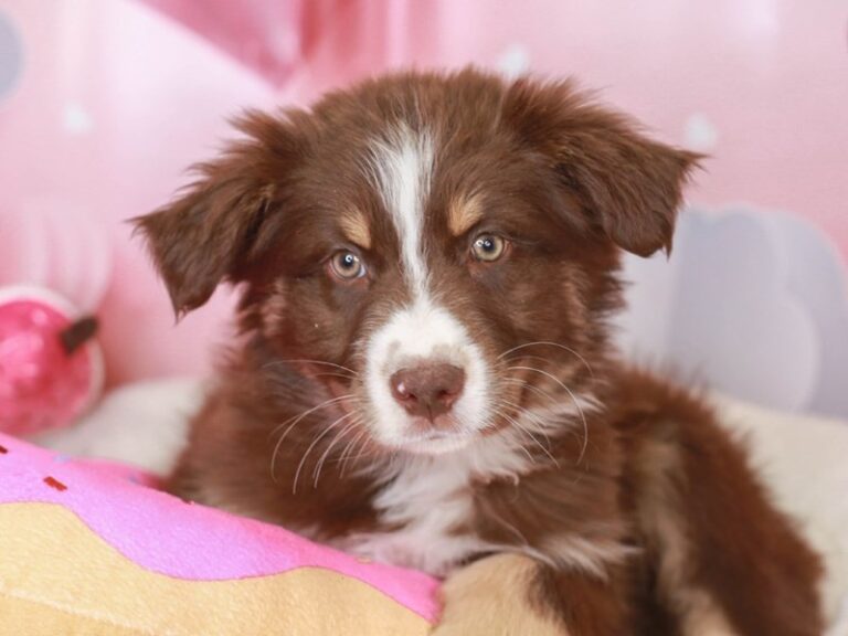 Australian Shepherd