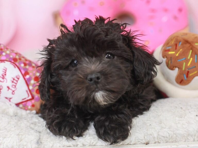 Lhasa Poo