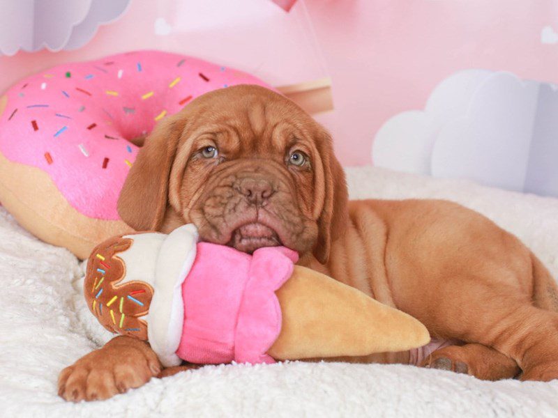 Dogue De Bordeaux-Male-Red-3497393-Animal Kingdom | Puppies N Love