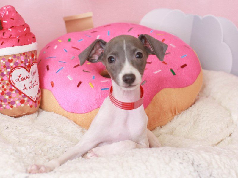 Italian Greyhound-Female-BLUE & WHITE-3497460-Animal Kingdom | Puppies N Love