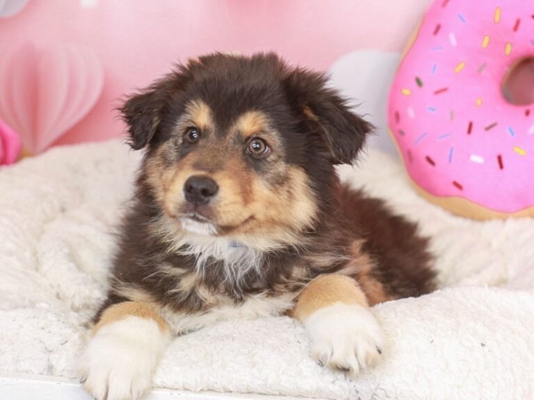 Australian Shepherd