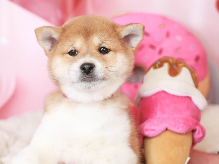 Shiba Inu