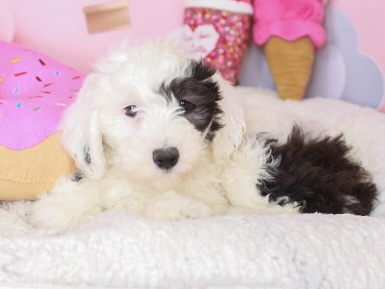 Mini Sheepadoodle