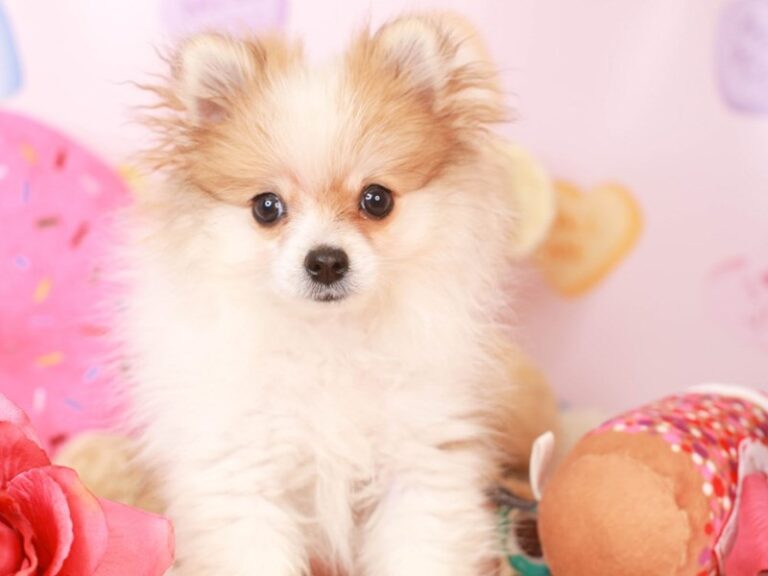 Pomeranian