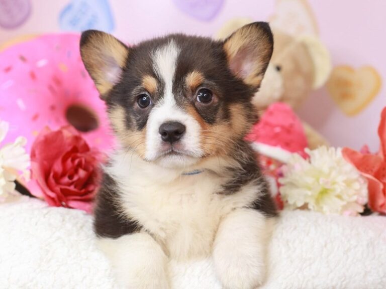 Pembroke Welsh Corgi