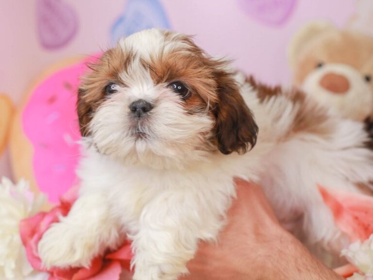 Shih Tzu
