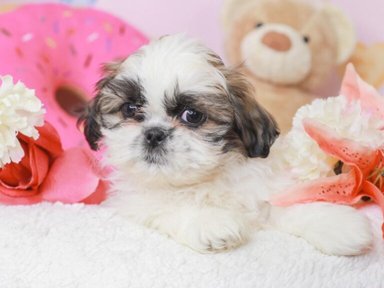 Shih Tzu