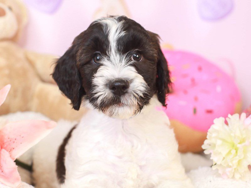 Whoodle-Female-BLK & WHT-3507313-Animal Kingdom | Puppies N Love