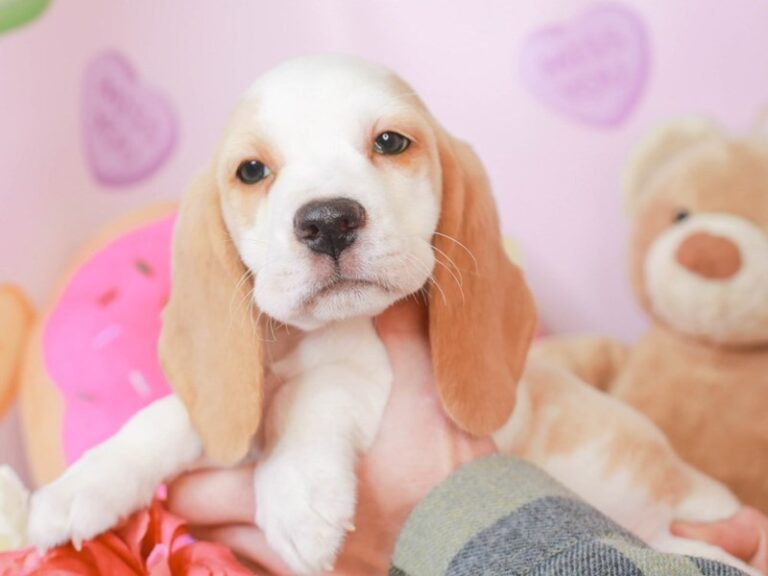 Beagle