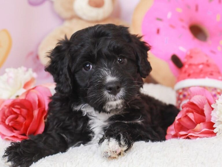 Mini Australian Labradoodle