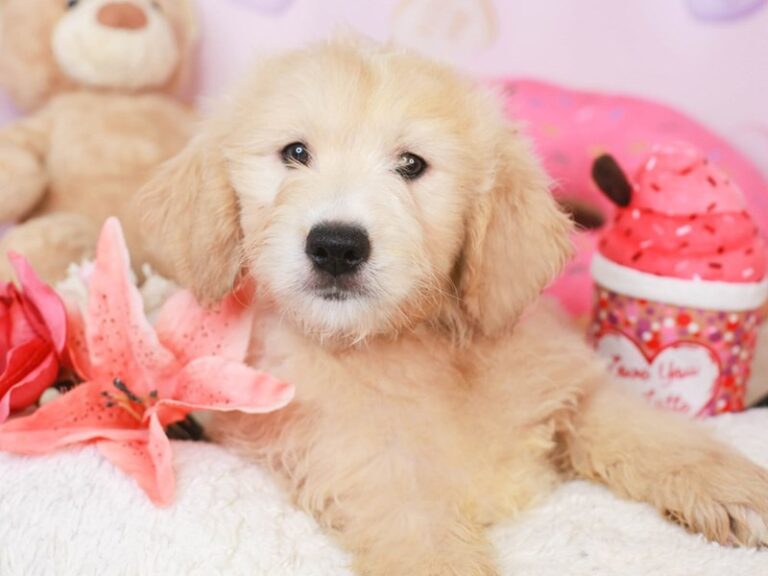 Mini Goldendoodle
