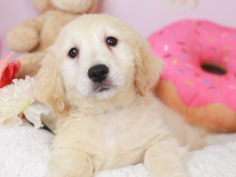 Mini Goldendoodle