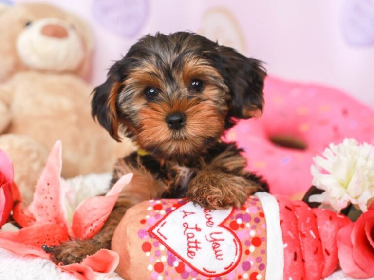 Yorkshire Terrier