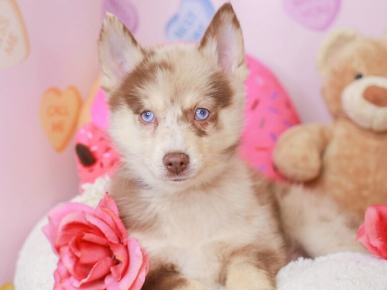 Pomsky