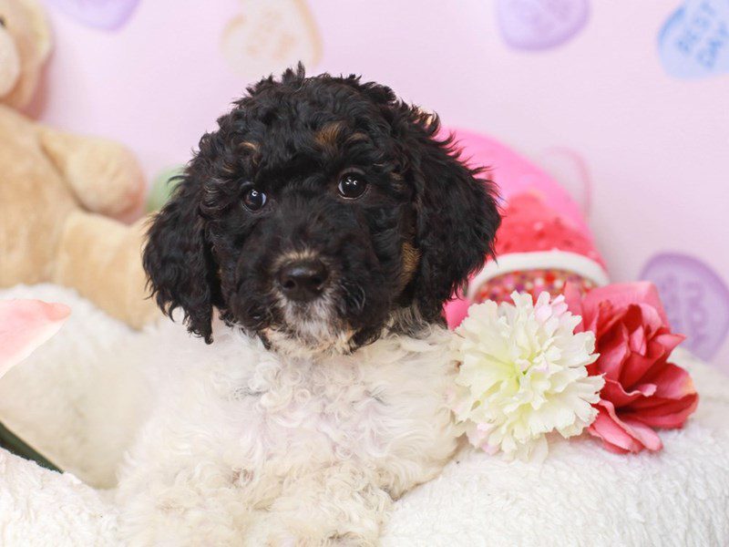 Whoodle-Female-BLK & WHT-3507311-Animal Kingdom | Puppies N Love