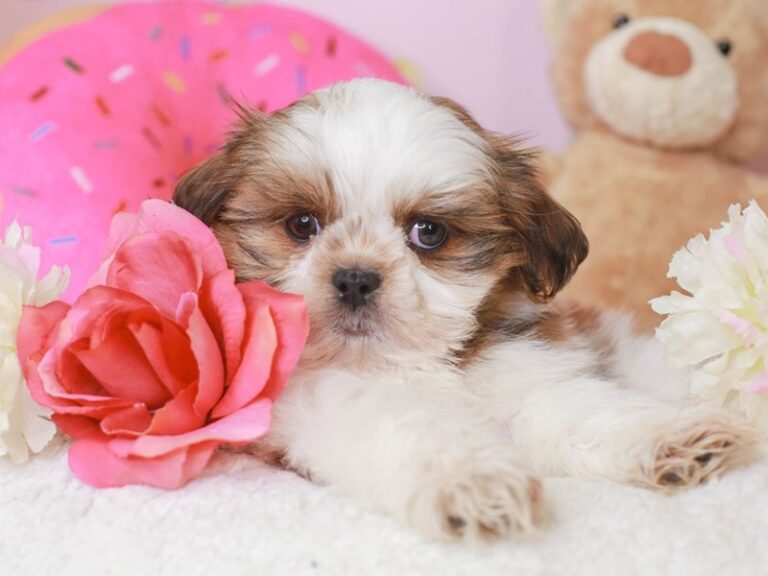 Shih Tzu
