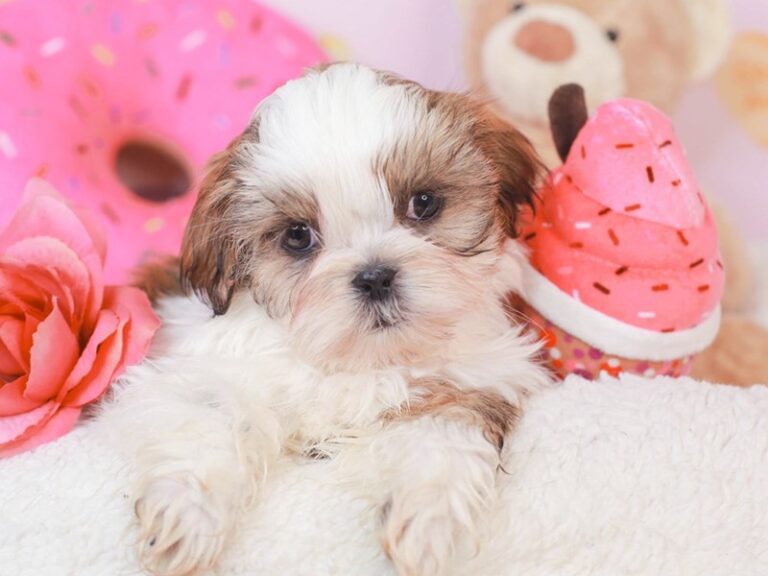 Shih Tzu