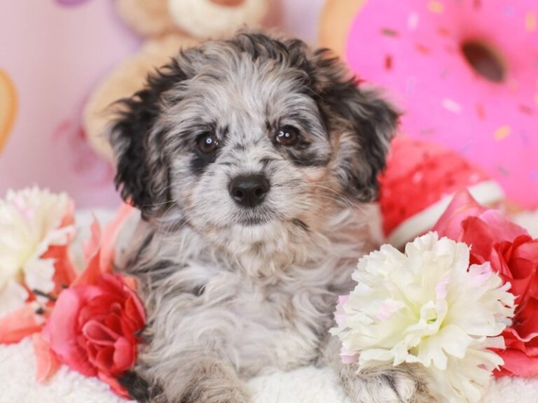 Mini Australian Labradoodle