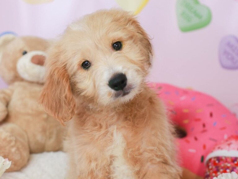 Mini Goldendoodle