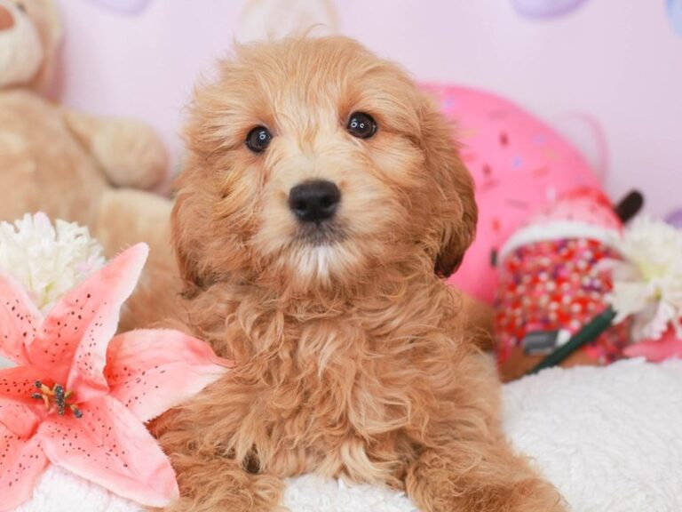 Mini Goldendoodle