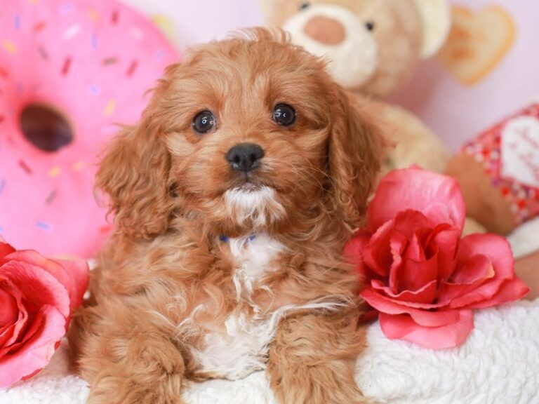 Cavapoo