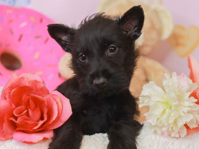 Scottish Terrier